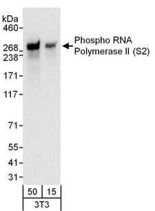 POLR2A / RNA polymerase II Antibody - Detection of Mouse Phospho RNA Polymerase II (S2) by Western Blot. Samples: Whole cell lysate (15 and 50 ug) from NIH3T3 cells. Antibodies: Affinity purified rabbit anti-Phospho RNA Polymerase II (S2) antibody used for WB at 0.08 ug/ml. Detection: Chemiluminescence with an exposure time of 10 seconds.