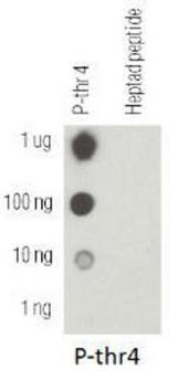 POLR2A / RNA polymerase II Antibody - Dot Blot: RNA polymerase II [p Thr4] Antibody - Dot blot analysis of RNA pol II CTD pT4 using phosphorylated and non-phosphorylated peptides.  This image was taken for the unconjugated form of this product. Other forms have not been tested.