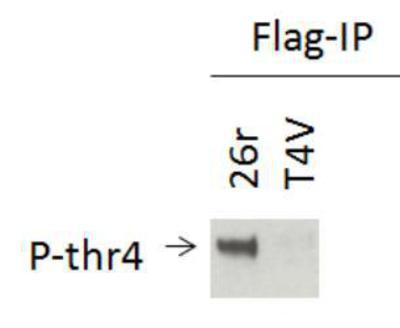 POLR2A / RNA polymerase II Antibody - RNA polymerase II [p Thr4] Antibody - Flag-tagged Rpb1 was IP''d with Flag antibody. Western blotting was performed using P-thr4 antibody. 26r: Rpb1 with 26 all-consensus YSPTSPS repeat CTD. T4V: Rpb1 with 30 YSPVSPS repeat CTD.  This image was taken for the unconjugated form of this product. Other forms have not been tested.