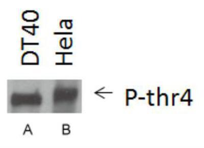 POLR2A / RNA polymerase II Antibody - Western Blot: RNA polymerase II [p Thr4] Antibody - WB analysis of RNA pol II CTD pT4 in A. DT40 cell lysate and B. HeLa cell lysate.  This image was taken for the unconjugated form of this product. Other forms have not been tested.
