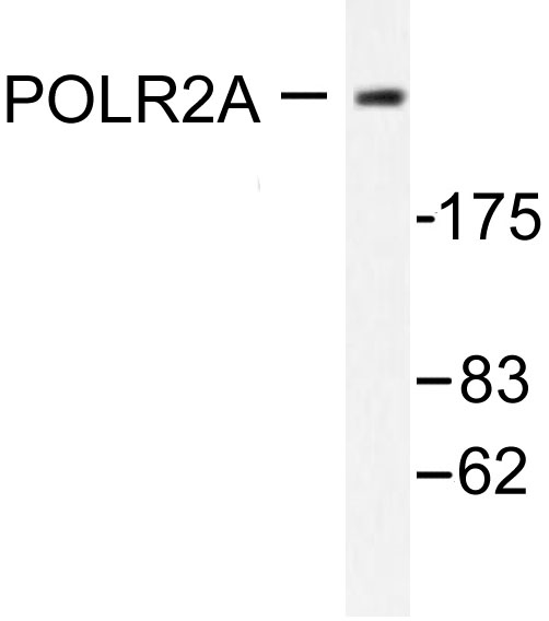 POLR2A / RNA polymerase II Antibody - Western blot of POLR2A (P1613) pAb in extracts from COS7 cells treated with EGF 200ng/ml 30'.
