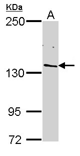 POLR2B / RPB2 Antibody - Sample (30 ug of whole cell lysate). A: H1299. 5% SDS PAGE. POLR2B / RPB2 antibody diluted at 1:1000.