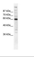 POLR2B / RPB2 Antibody - HepG2 Cell Lysate.  This image was taken for the unconjugated form of this product. Other forms have not been tested.