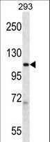 POLR2B / RPB2 Antibody - POLR2B Antibody western blot of 293 cell line lysates (35 ug/lane). The POLR2B antibody detected the POLR2B protein (arrow).