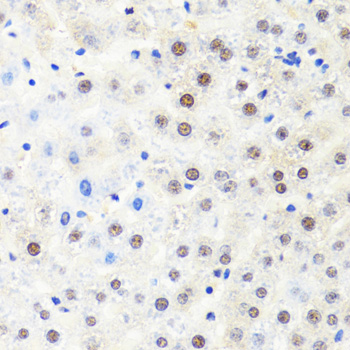 POLR2B / RPB2 Antibody - Immunohistochemistry of paraffin-embedded rat liver tissue.