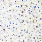 POLR2B / RPB2 Antibody - Immunohistochemistry of paraffin-embedded rat liver tissue.