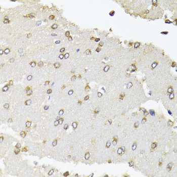 POLR2B / RPB2 Antibody - Immunohistochemistry of paraffin-embedded rat brain tissue.