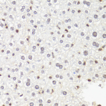 POLR2B / RPB2 Antibody - Immunohistochemistry of paraffin-embedded mouse liver tissue.