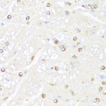 POLR2B / RPB2 Antibody - Immunohistochemistry of paraffin-embedded mouse brain tissue.