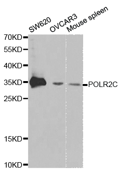 POLR2C Antibody - Western blot analysis of extracts of various cell lines, using POLR2C antibody at 1:1000 dilution. The secondary antibody used was an HRP Goat Anti-Rabbit IgG (H+L) at 1:10000 dilution. Lysates were loaded 25ug per lane and 3% nonfat dry milk in TBST was used for blocking.