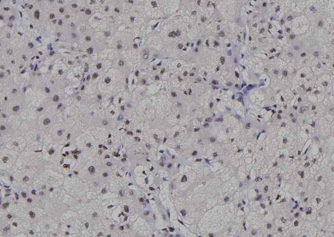 POLR2C Antibody - 1:100 staining human liver tissue by IHC-P. The sample was formaldehyde fixed and a heat mediated antigen retrieval step in citrate buffer was performed. The sample was then blocked and incubated with the antibody for 1.5 hours at 22°C. An HRP conjugated goat anti-rabbit antibody was used as the secondary.