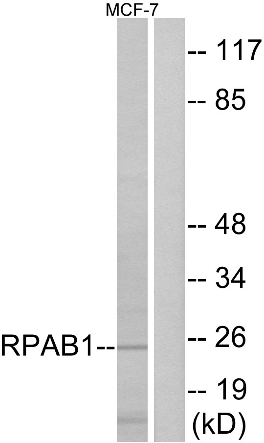 POLR2E Antibody - Western blot analysis of lysates from MCF-7 cells, using RPAB1 Antibody. The lane on the right is blocked with the synthesized peptide.