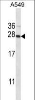 POLR2E Antibody - POLR2E Antibody western blot of A549 cell line lysates (35 ug/lane). The POLR2E antibody detected the POLR2E protein (arrow).