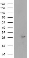 POLR2E Antibody - HEK293T cells were transfected with the pCMV6-ENTRY control (Left lane) or pCMV6-ENTRY POLR2E (Right lane) cDNA for 48 hrs and lysed. Equivalent amounts of cell lysates (5 ug per lane) were separated by SDS-PAGE and immunoblotted with anti-POLR2E.