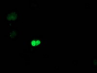 POLR2E Antibody - Anti-POLR2E mouse monoclonal antibody immunofluorescent staining of COS7 cells transiently transfected by pCMV6-ENTRY POLR2E.