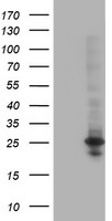 POLR2E Antibody - HEK293T cells were transfected with the pCMV6-ENTRY control (Left lane) or pCMV6-ENTRY POLR2E (Right lane) cDNA for 48 hrs and lysed. Equivalent amounts of cell lysates (5 ug per lane) were separated by SDS-PAGE and immunoblotted with anti-POLR2E.
