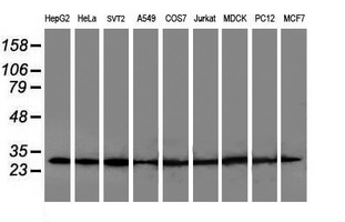 POLR2E Antibody - Western blot of extracts (35ug) from 9 different cell lines by using anti-POLR2E monoclonal antibody.