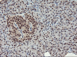 POLR2E Antibody - IHC of paraffin-embedded Human pancreas tissue using anti-POLR2E mouse monoclonal antibody. (Heat-induced epitope retrieval by 10mM citric buffer, pH6.0, 100C for 10min).