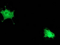 POLR2E Antibody - Anti-POLR2E mouse monoclonal antibody immunofluorescent staining of COS7 cells transiently transfected by pCMV6-ENTRY POLR2E.