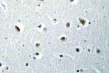 POLR2E Antibody - IHC of POLR2E (L58) pAb in paraffin-embedded human brain tissue.