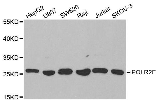 POLR2E Antibody - Western blot analysis of extracts of various cell lines, using POLR2E antibody at 1:1000 dilution. The secondary antibody used was an HRP Goat Anti-Rabbit IgG (H+L) at 1:10000 dilution. Lysates were loaded 25ug per lane and 3% nonfat dry milk in TBST was used for blocking.