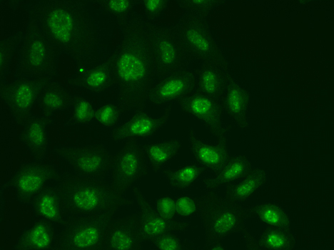 POLR2E Antibody - Immunofluorescence analysis of A549 cells using POLR2E antibody.