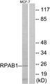 POLR2E Antibody - Western blot analysis of extracts from MCF-7 cells, using RPAB1 antibody.