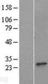 POLR2E Protein - Western validation with an anti-DDK antibody * L: Control HEK293 lysate R: Over-expression lysate