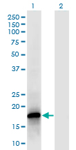 POLR2F Antibody - Western Blot analysis of POLR2F expression in transfected 293T cell line by POLR2F monoclonal antibody (M02), clone 2G2.Lane 1: POLR2F transfected lysate (Predicted MW: 14.5 KDa).Lane 2: Non-transfected lysate.