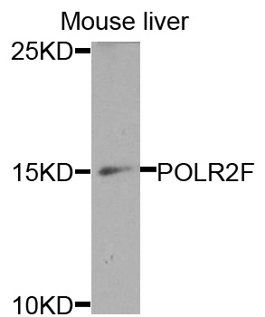 POLR2F Antibody - Western blot analysis of extracts of mouse liver cells.