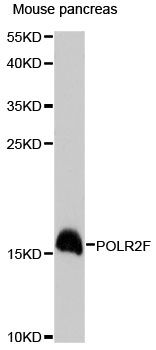POLR2F Antibody - Western blot analysis of extracts of mouse pancreas, using POLR2F antibody at 1:3000 dilution. The secondary antibody used was an HRP Goat Anti-Rabbit IgG (H+L) at 1:10000 dilution. Lysates were loaded 25ug per lane and 3% nonfat dry milk in TBST was used for blocking. An ECL Kit was used for detection and the exposure time was 90s.