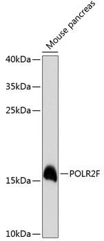 POLR2F Antibody - Western blot analysis of extracts of mouse pancreas using POLR2F Polyclonal Antibody at dilution of 1:3000.