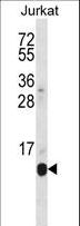 POLR2G / RPB7 Antibody - POLR2G Antibody western blot of Jurkat cell line lysates (35 ug/lane). The POLR2G antibody detected the POLR2G protein (arrow).