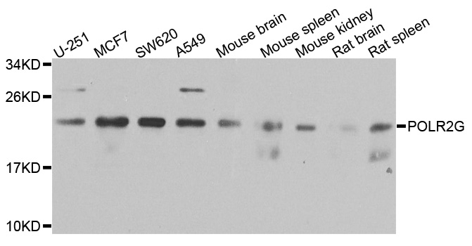 POLR2G / RPB7 Antibody - Western blot analysis of extracts of various cells.
