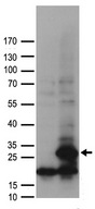 POLR2G / RPB7 Antibody - HEK293T cells were transfected with the pCMV6-ENTRY control. (Left lane) or pCMV6-ENTRY POLR2G. (Right lane) cDNA for 48 hrs and lysed