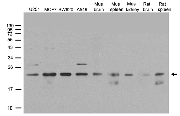 POLR2G / RPB7 Antibody - Western blot analysis of extracts. (35ug) from different cell lines or tissues by using anti-POLR2G rabbit polyclonal antibody .