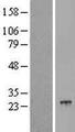 POLR2G / RPB7 Protein - Western validation with an anti-DDK antibody * L: Control HEK293 lysate R: Over-expression lysate