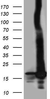 POLR2H / RPB8 Antibody - HEK293T cells were transfected with the pCMV6-ENTRY control. (Left lane) or pCMV6-ENTRY POLR2H. (Right lane) cDNA for 48 hrs and lysed. Equivalent amounts of cell lysates. (5 ug per lane) were separated by SDS-PAGE and immunoblotted with anti-POLR2H. (1:2000)