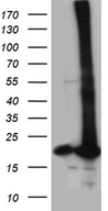 POLR2H / RPB8 Antibody - HEK293T cells were transfected with the pCMV6-ENTRY control. (Left lane) or pCMV6-ENTRY POLR2H. (Right lane) cDNA for 48 hrs and lysed