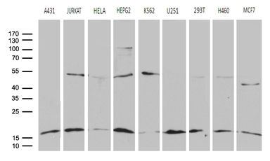 POLR2H / RPB8 Antibody - Western blot analysis of extracts. (35ug) from 9 different cell lines by using anti-POLR2H monoclonal antibody. (1:500)