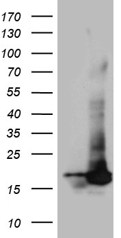 POLR2H / RPB8 Antibody - HEK293T cells were transfected with the pCMV6-ENTRY control. (Left lane) or pCMV6-ENTRY POLR2H. (Right lane) cDNA for 48 hrs and lysed. Equivalent amounts of cell lysates. (5 ug per lane) were separated by SDS-PAGE and immunoblotted with anti-POLR2H. (1:2000)