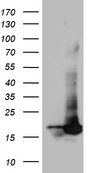POLR2H / RPB8 Antibody - HEK293T cells were transfected with the pCMV6-ENTRY control. (Left lane) or pCMV6-ENTRY POLR2H. (Right lane) cDNA for 48 hrs and lysed