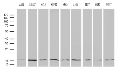POLR2H / RPB8 Antibody - Western blot analysis of extracts. (35ug) from 9 different cell lines by using anti-POLR2H monoclonal antibody. (1:500)