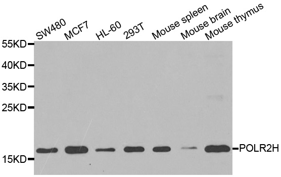 POLR2H / RPB8 Antibody - Western blot analysis of extracts of various cell lines.