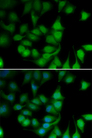 POLR2H / RPB8 Antibody - Immunofluorescence analysis of U20S cells.