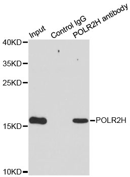 POLR2H / RPB8 Antibody - Immunoprecipitation analysis of 200ug extracts of MCF7 cells.
