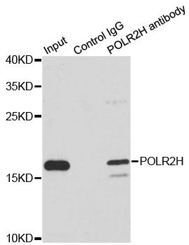POLR2H / RPB8 Antibody - Immunoprecipitation analysis of 200ug extracts of MCF7 cells using 1ug POLR2H antibody. Western blot was performed from the immunoprecipitate using POLR2H antibody at a dilition of 1:1000.