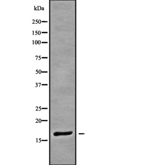 POLR2H / RPB8 Antibody - Western blot analysis of RPAB3 using HeLa whole cells lysates