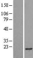 POLR2H / RPB8 Protein - Western validation with an anti-DDK antibody * L: Control HEK293 lysate R: Over-expression lysate