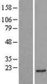 POLR2H / RPB8 Protein - Western validation with an anti-DDK antibody * L: Control HEK293 lysate R: Over-expression lysate